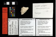 Foto (Objekt + Etiketten) von Lemacola jenniferae (Robins, Feldmann, Schweitzer & Bonde, 2016) 
